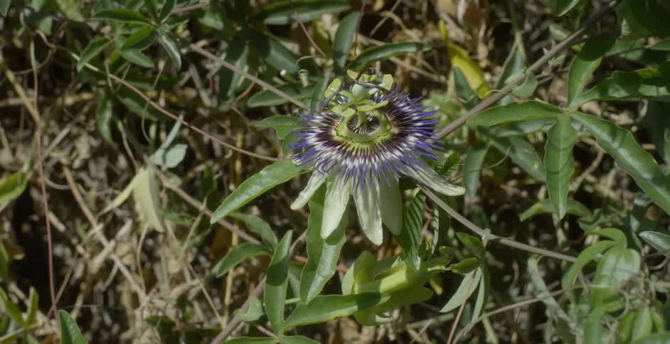 Blue weed in the middle of tall grasses