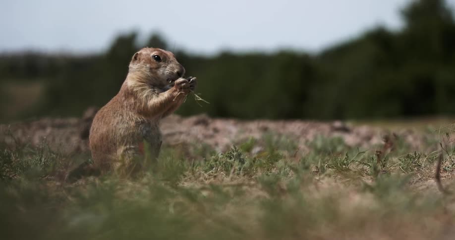 A groundhog chews on grass in a field