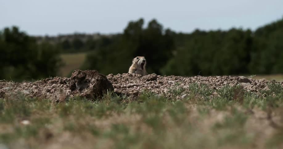 prairie dog looks over hill and chews some food
