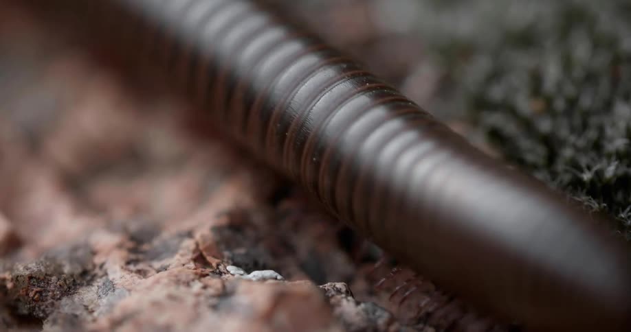The centipede is moving through the soil