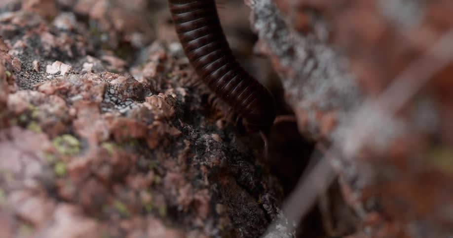 The centipede crawls under a rock
