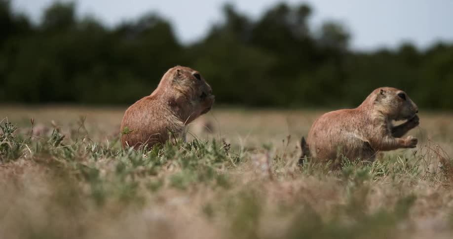 Two gophers chew on grass