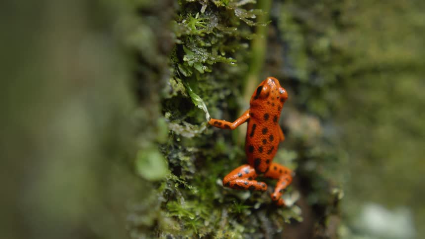 Small orange frog on a mossy tree trunk