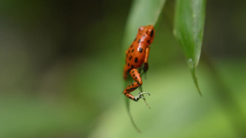 A frog climbs on leaves