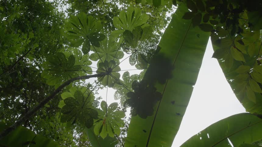 Large tropical leaves in rainforest canopy