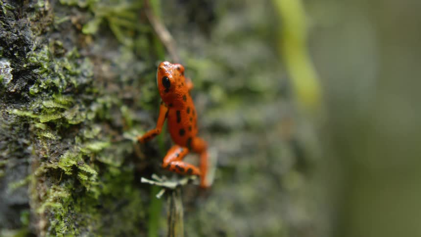 Red tree frog on moss covered bark