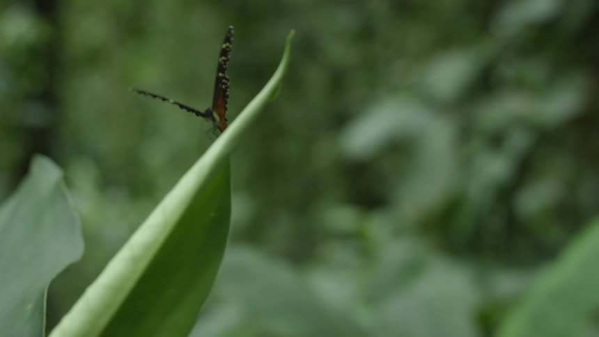 Butterfly rests on leaf of a plant