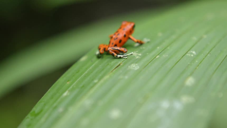 Small red frog hops on a leaf