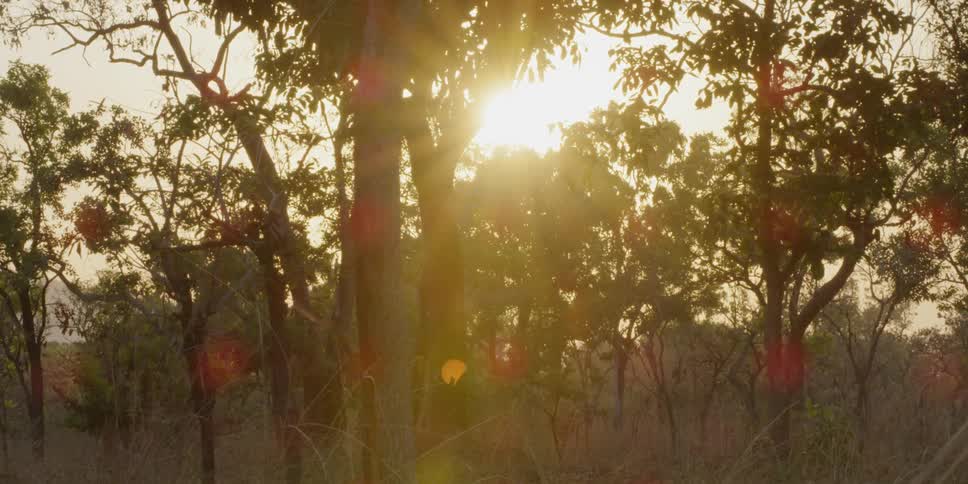 Sun sets through trees in the woods