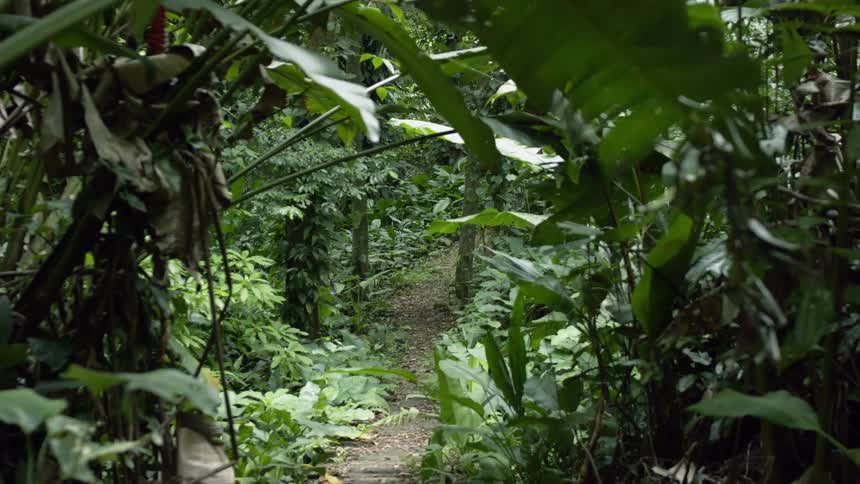 A dirt trail is leading through a rainforest in daylight