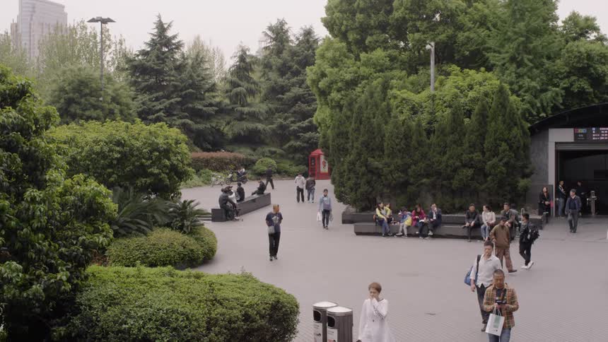 People walk around the park near the tall trees