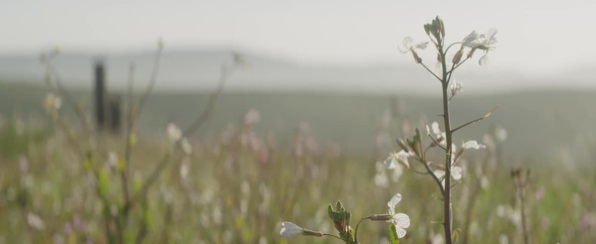 Grass and wildflowers sway slightly on a cloudy day