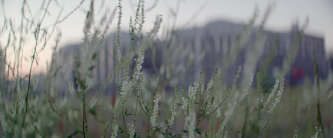Delicate meadow plants blow in the breeze before an urban skyline view.