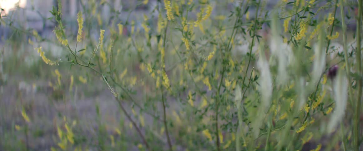 Thin green weeds and yellow wildflowers sway gently in an open meadow outdoors.