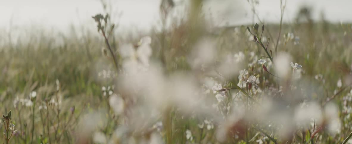 Hills are covered with tall grass and flowers