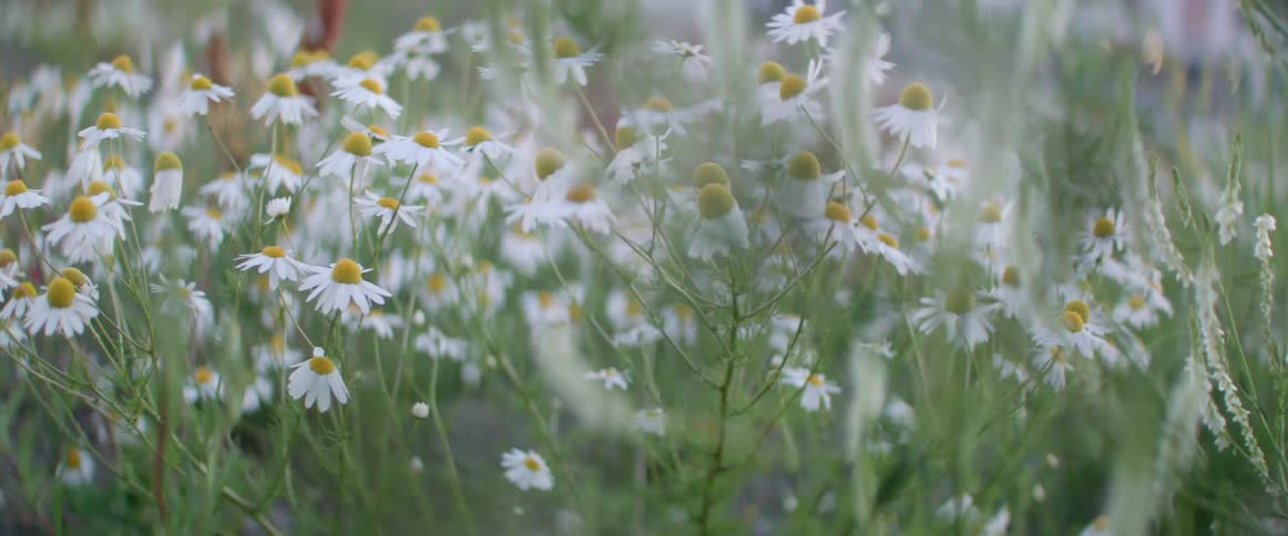Lush wild daisies bloom heavily under bright daylight on a beautiful spring afternoon.