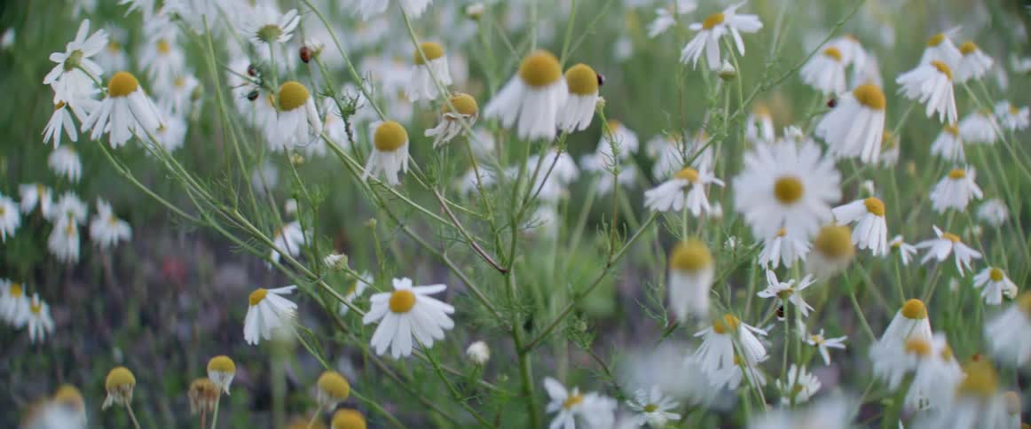 Beautiful wild flowers with white petals dance slowly in a summer breeze outdoors.