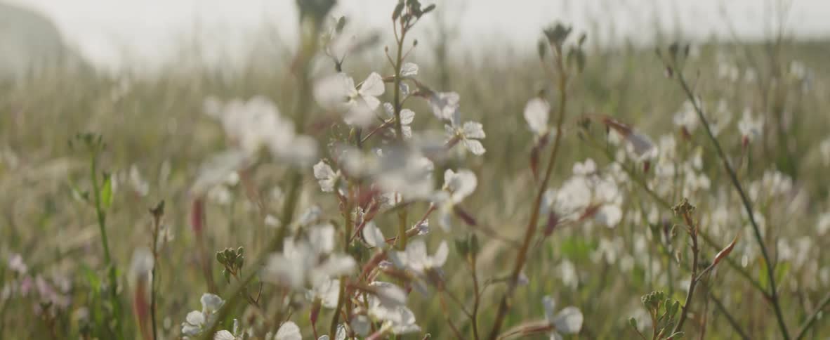 White flowers bristle in the breeze