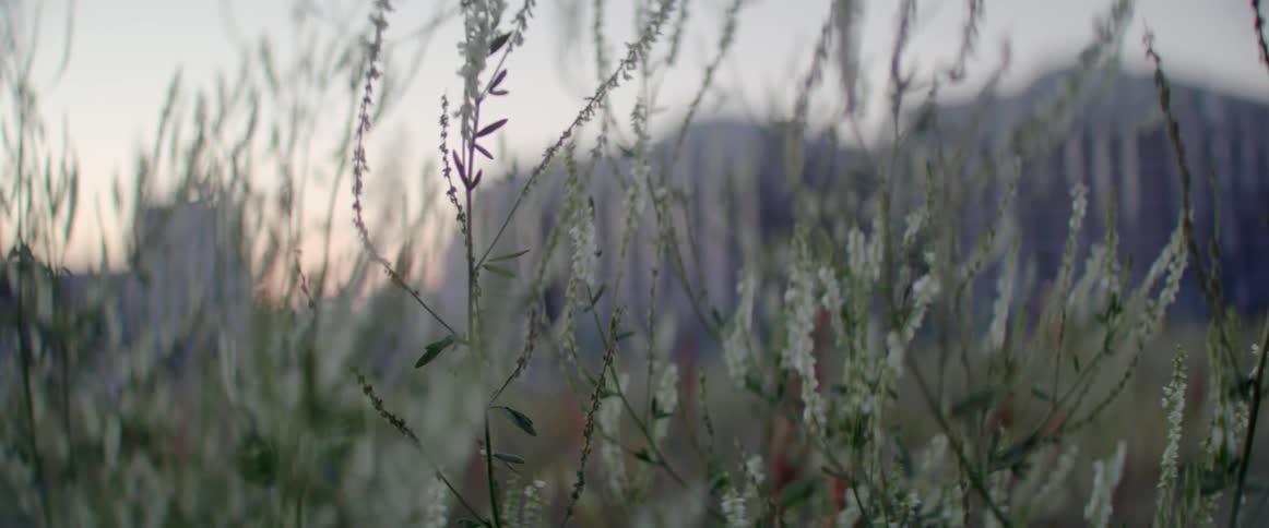 White flowering weeds sway gracefully in the summer breeze on a rural field