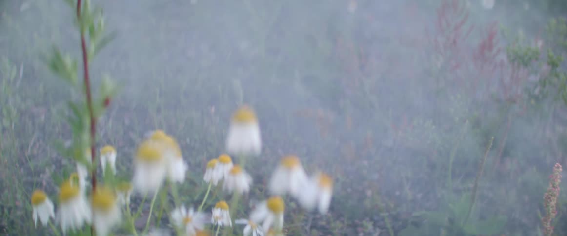 Wild meadow blossoms are partially hidden by a soft smoke screen outside alone.