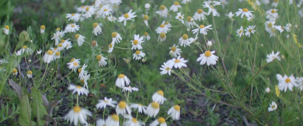 Symmetrical daisy patches bristle gently in a summer breeze on an open meadow.