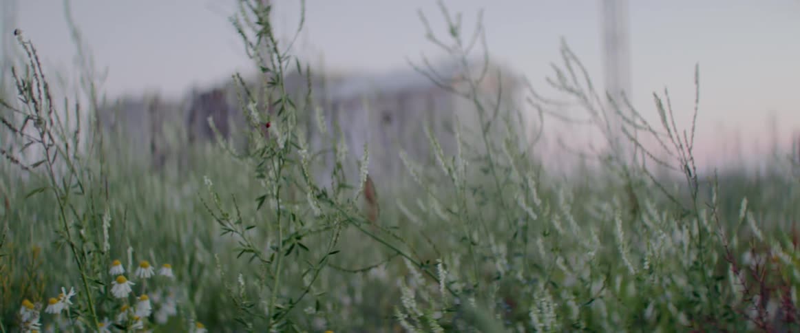 Overgrown grass, weeds and wildflowers in front of a large building on a cloudy day