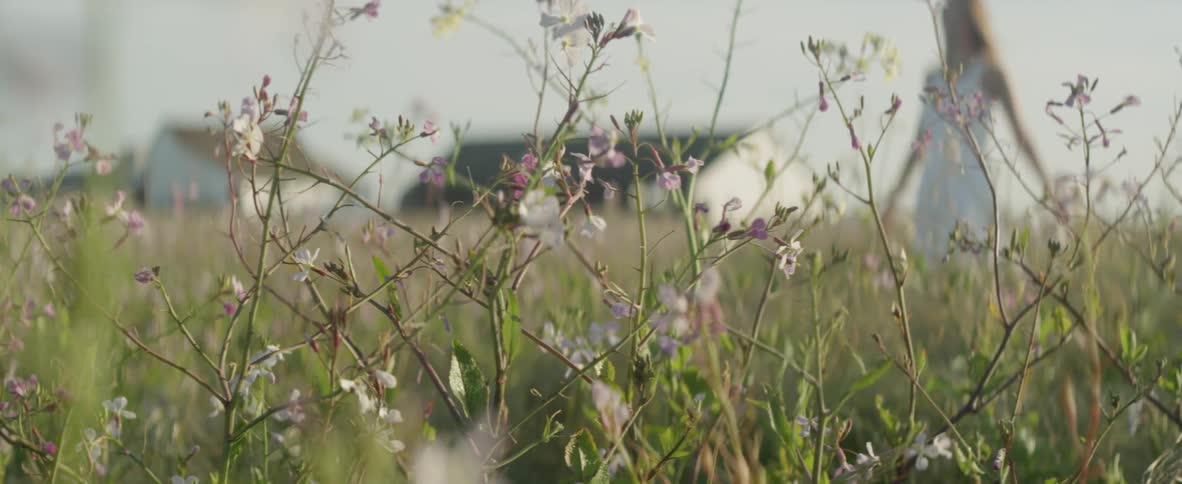 A woman walks through tall grass and wildflowers with a house in the background