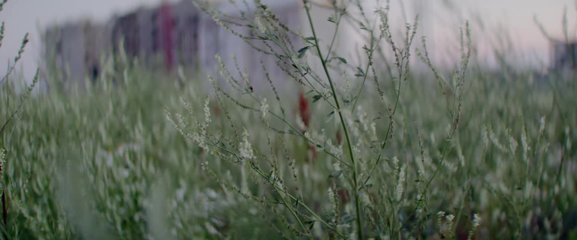 Tall weeds and grass sway in the wind near a large building