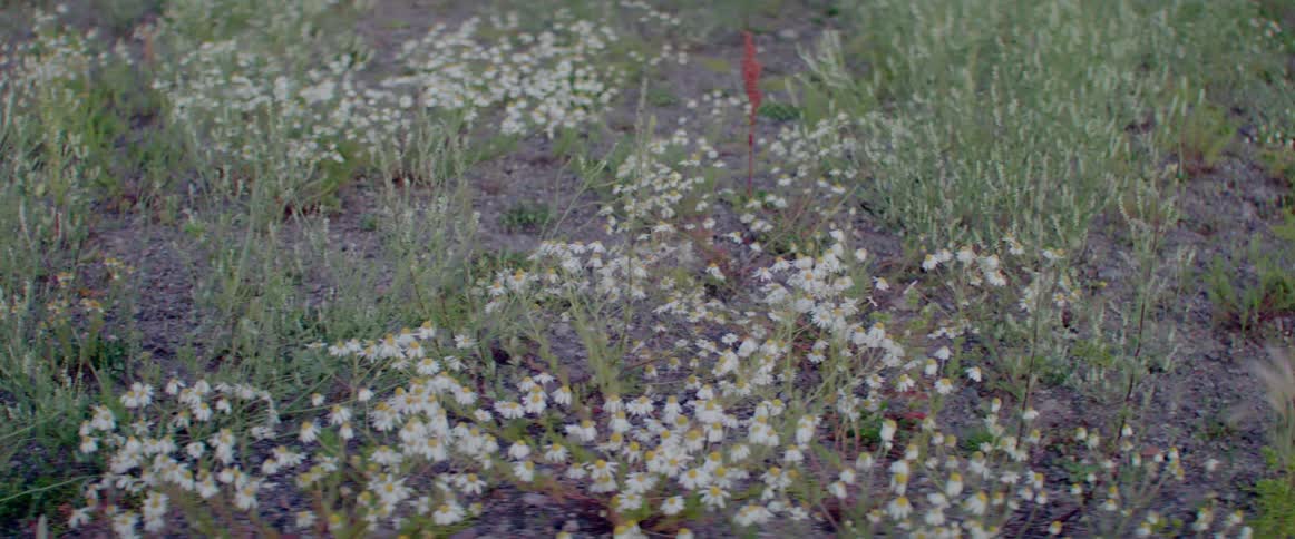 Small flowers swaying and bending as a gentle breeze passes through