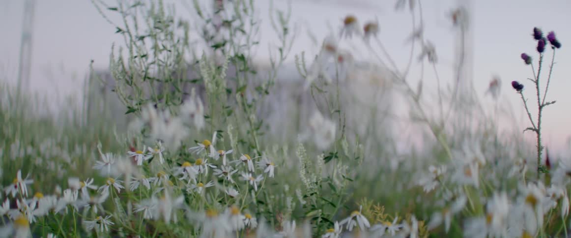 Flowers blowing in the breeze outdoors on a cloudy day