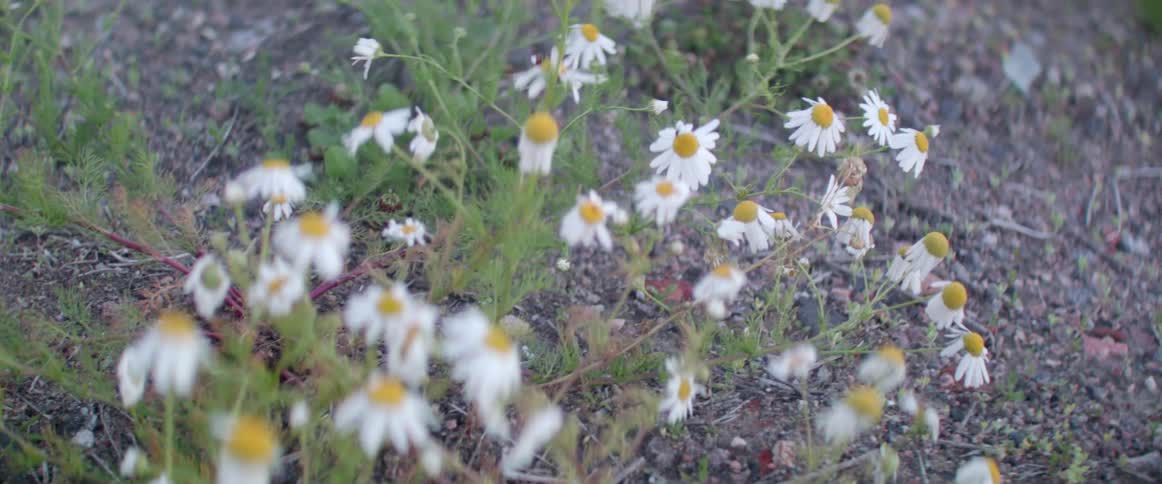 Delicate daisy blossoms move slowly in a meadow on a spring day outdoors.