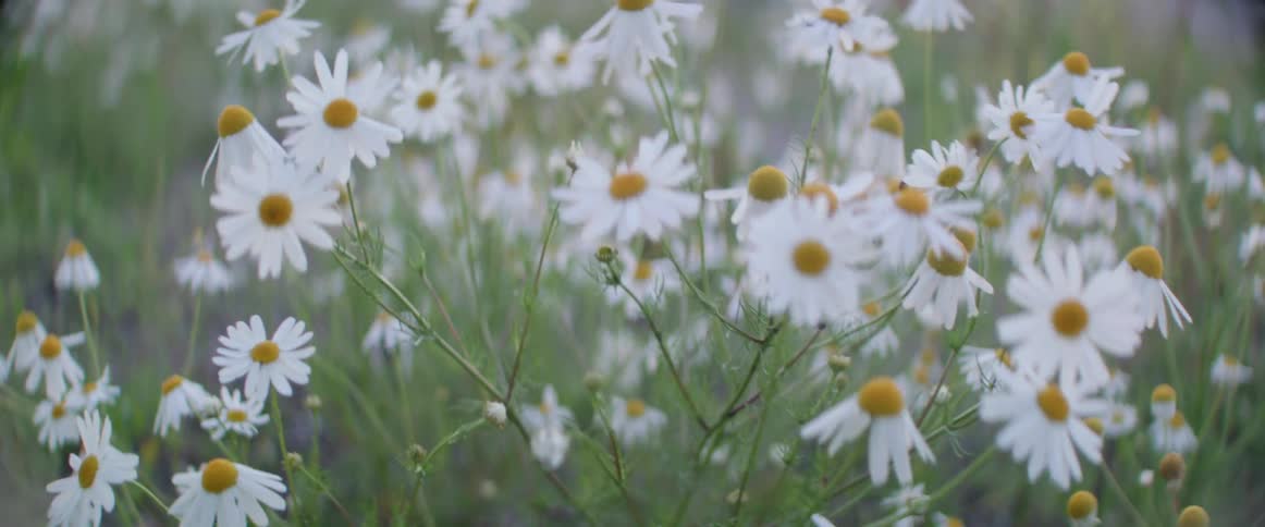 Beautiful white daisy flowers sway gracefully in the summer breeze on a meadow.