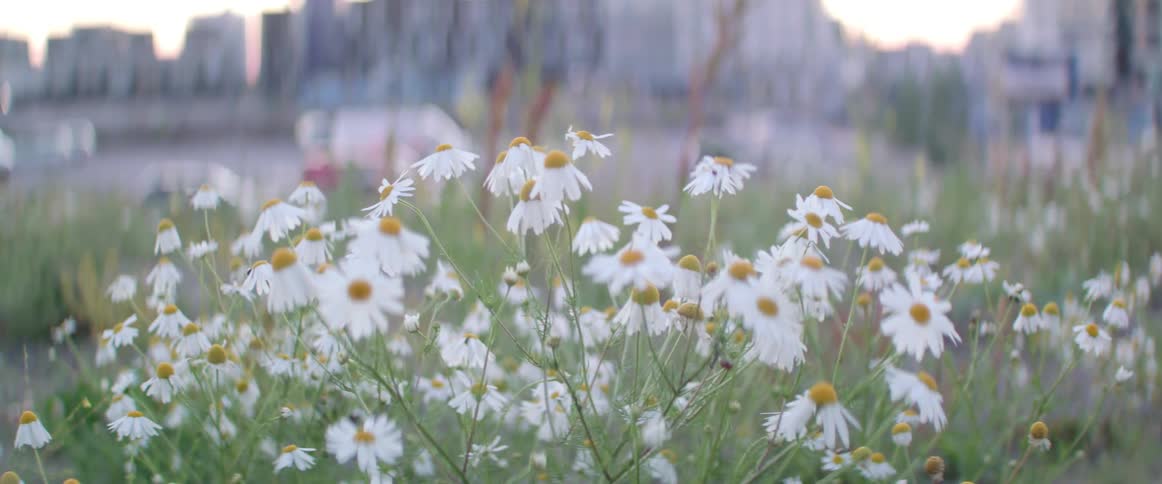 Beautiful blooming camomile blossoms sway gently in a meadow during a bright daytime.