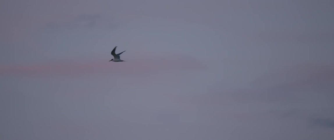 A bird is flying across the sky