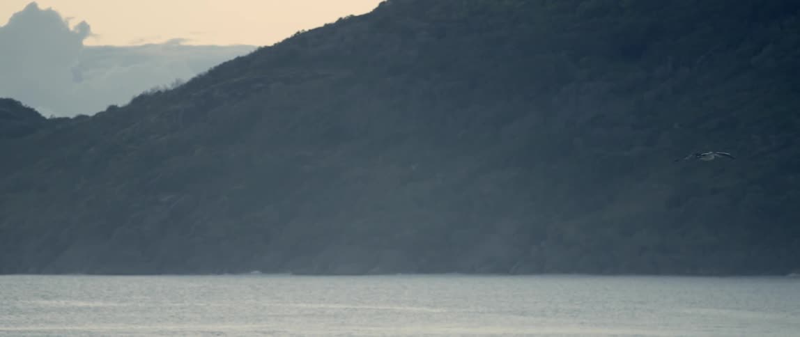 The bird glides over the shore