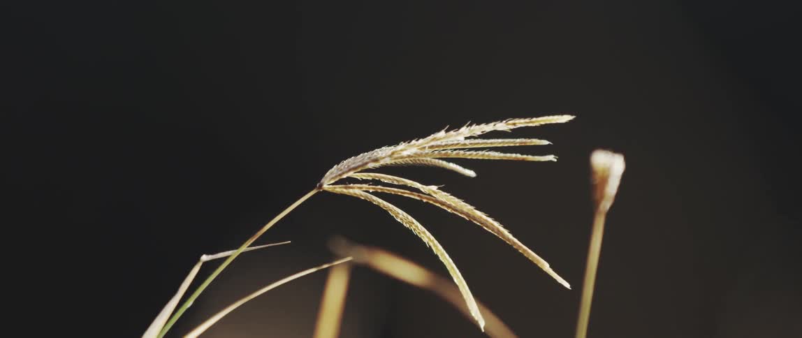 A close up of a plant is displayed
