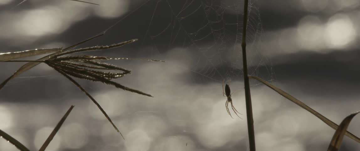 Grasslands blowing in the wind