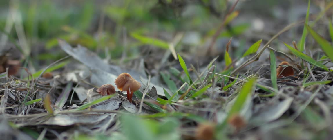 Two small mushrooms sprout among the grass