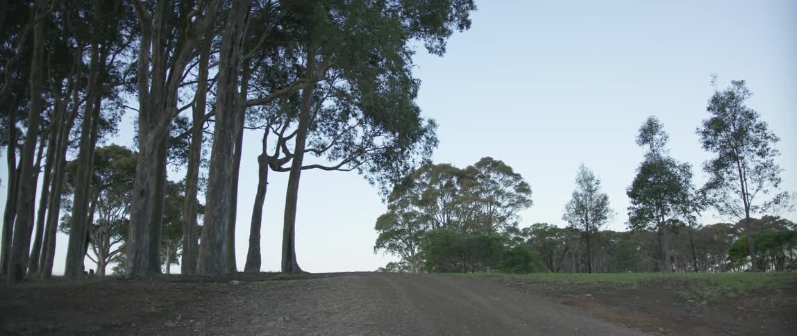 Trees grow by a dirt road