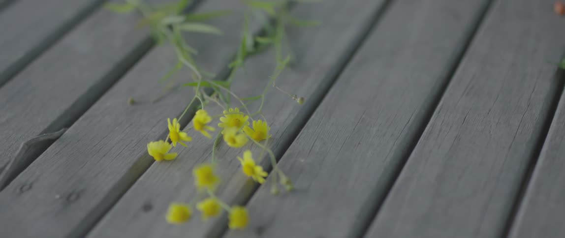 Several small yellow flowers sit on wooden slats