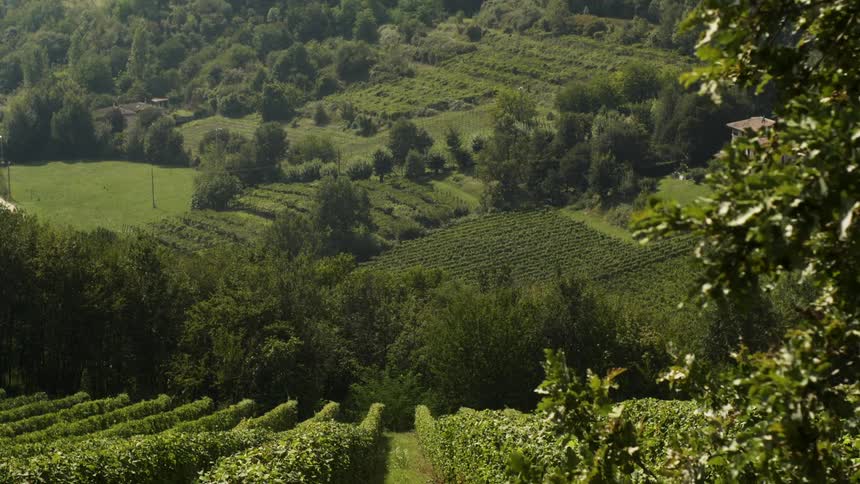 Rows of crops grow on a rural vineyard