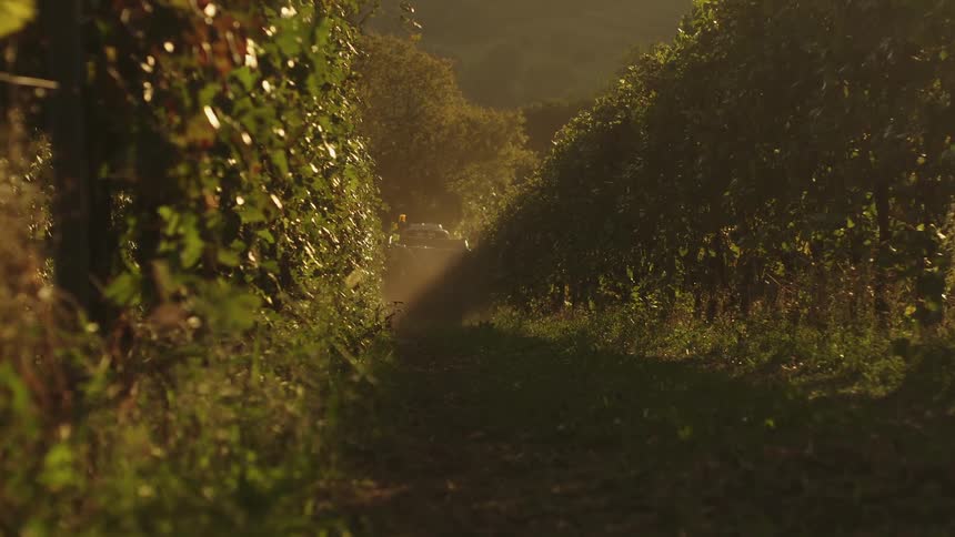 Truck driving down a row of vineyard trees