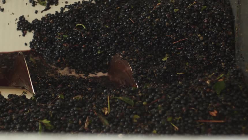 Harvested grapes are washed in a machine