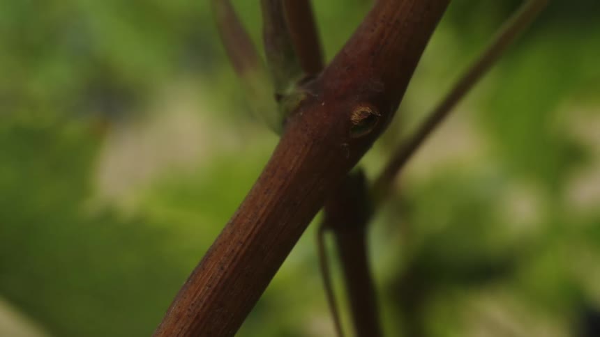 The branch is still in the forest