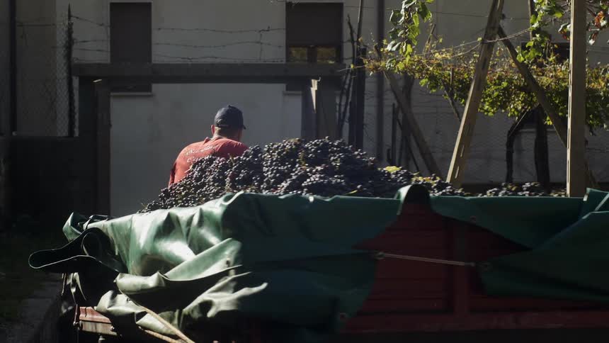 A farmer drives a tractor with a harvest of grapes