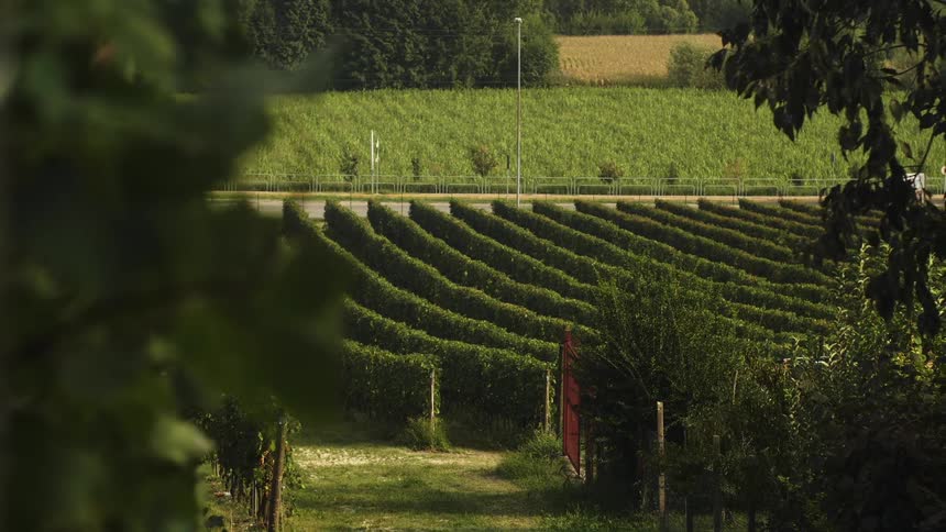 Plants grow on a vineyard