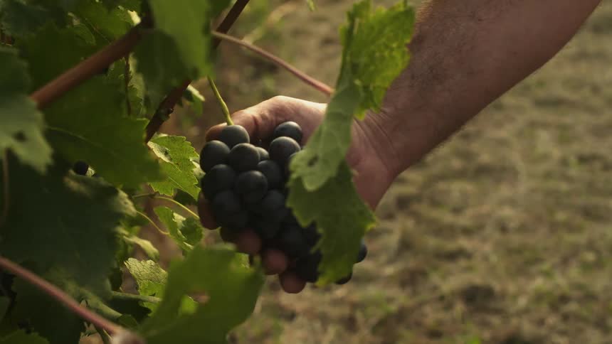 A man walks over to a vine and examines a bunch of grapes