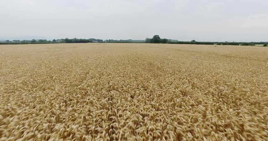 Large field of crops on a cloudy day