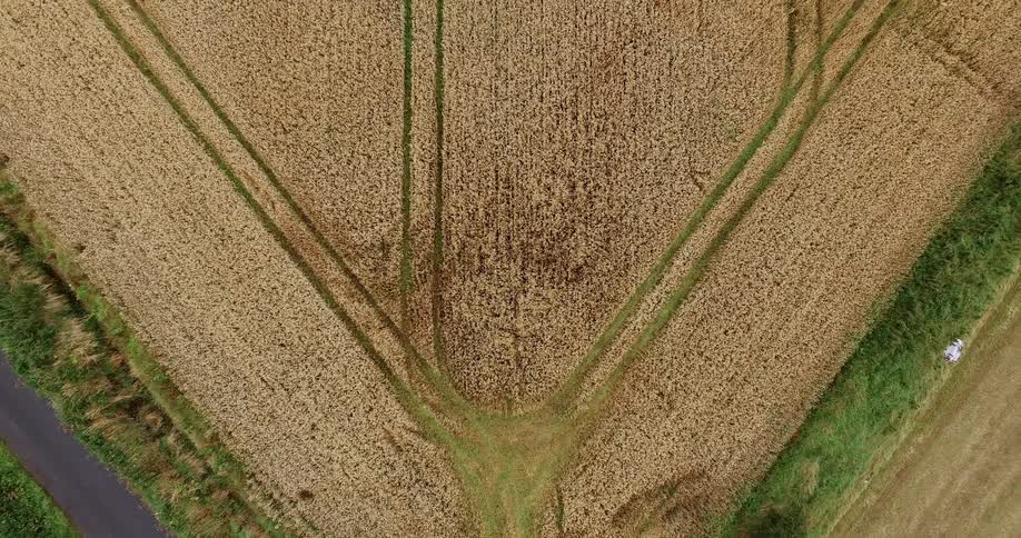 Something is rustling the stalks of corn in a corn field in daylight