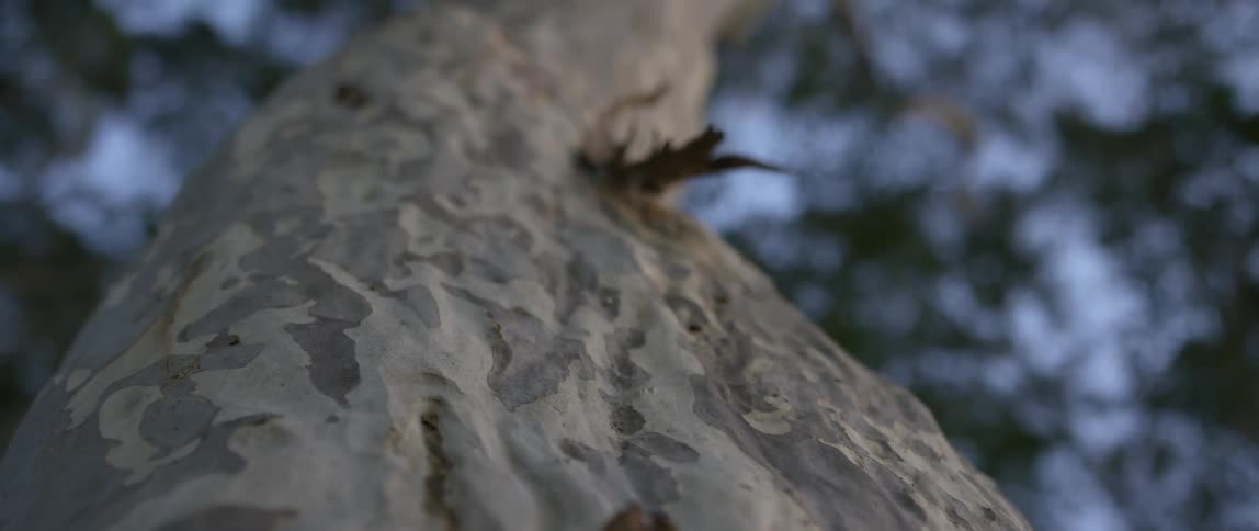 Close up of tree bark